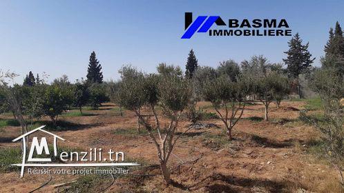 Une senia à vendre situé à sidi bou ali