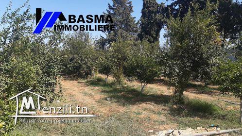 Une senia à vendre situé à sidi bou ali