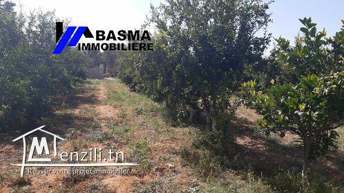 Une senia à vendre situé à sidi bou ali