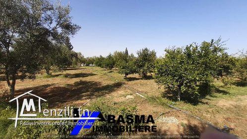 Une senia à vendre situé à sidi bou ali