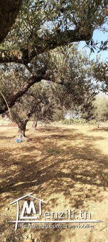 ارض مزروعة زيتون في طريق ازمور قليبية