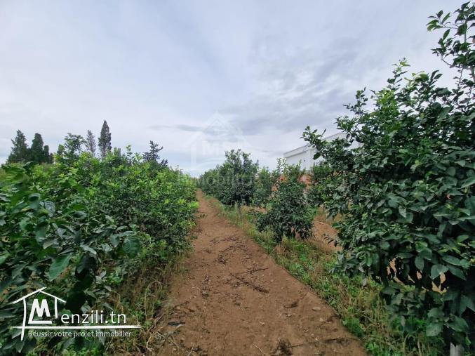 Terrain de 3700 m² à 1.5 km de AFH Mrezga à vendre 51355351