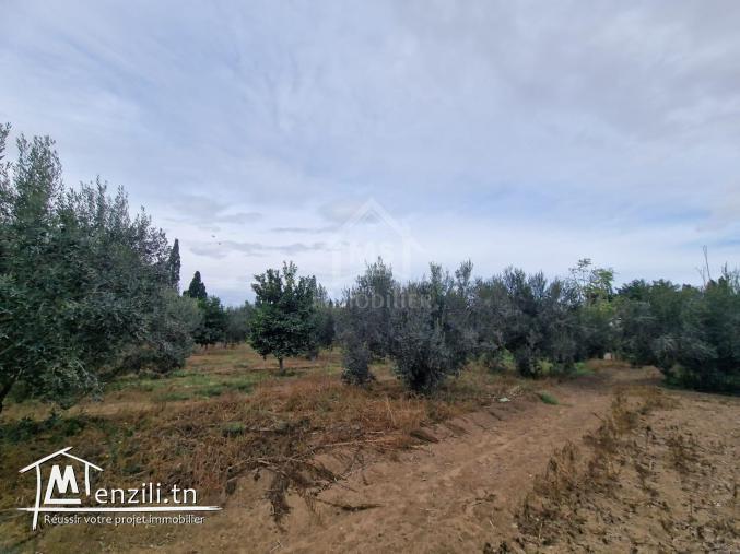 Terrain de 3700 m² à 1.5 km de AFH Mrezga à vendre 51355351
