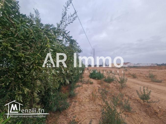 للبيع: ضيعة 6,5 هكتار في البطّان