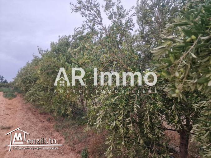 للبيع: ضيعة 6,5 هكتار في البطّان