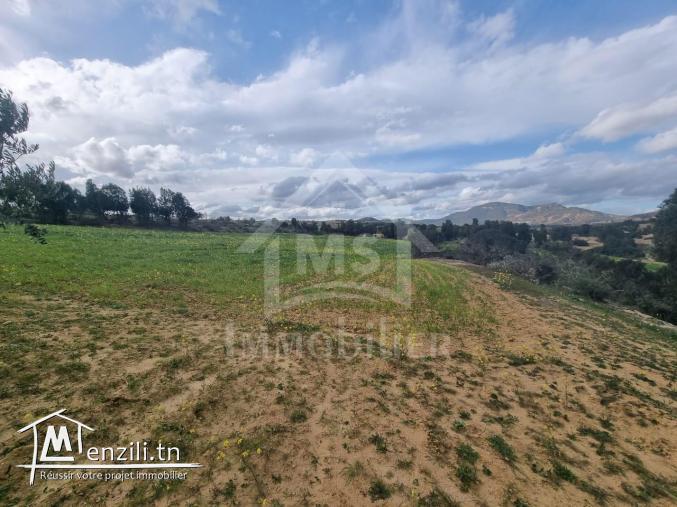 1 hectare planté d'oliviers à Hammamet sud à vendre 51355351