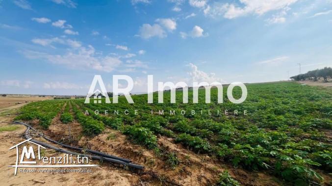 للبيع: مزرعة بمساحة 42.5 هكتار في برج العامري