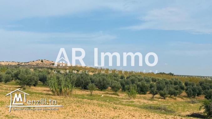 للبيع: مزرعة بمساحة 42.5 هكتار في برج العامري