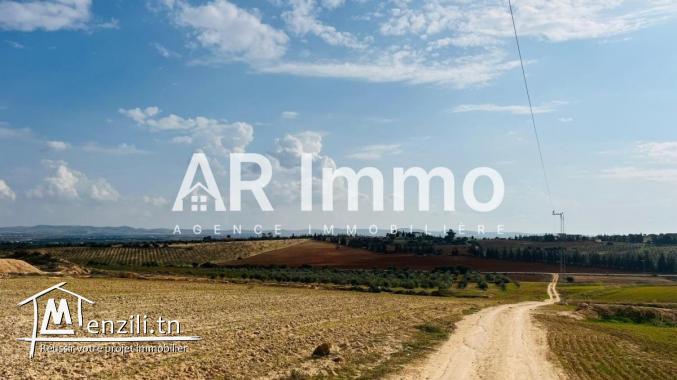 للبيع: مزرعة بمساحة 42.5 هكتار في برج العامري