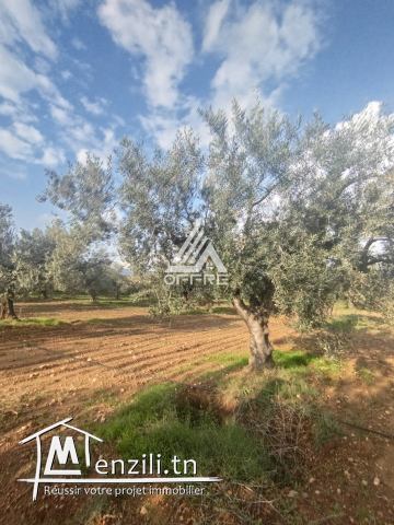 8000M² a vendre chez offre immobiliere