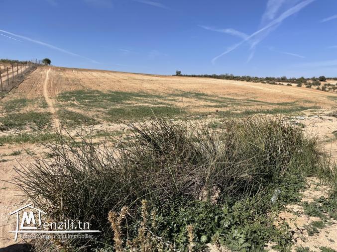 Terrain agricole  d'environ 5 hectare a coté de Bir Mchergua