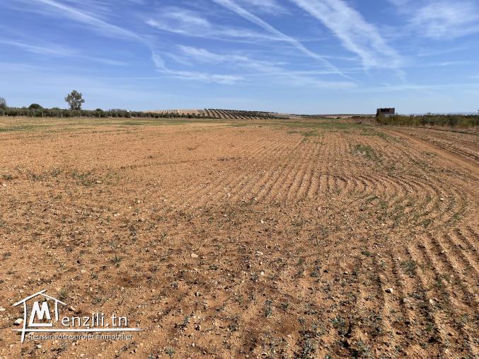 Terrain agricole  d'environ 5 hectare a coté de Bir Mchergua