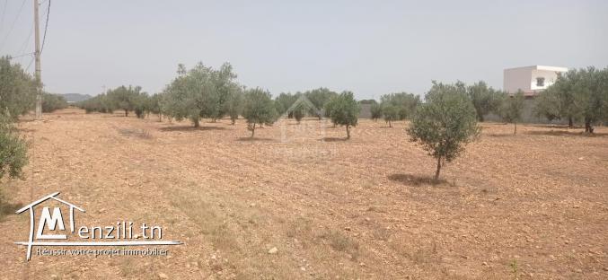 Terrain de 4800 m²  à Sidi Mtir à vendre à 270 MD 51355351