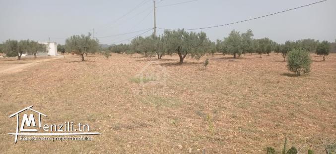 Terrain de 4800 m²  à Sidi Mtir à vendre à 270 MD 51355351