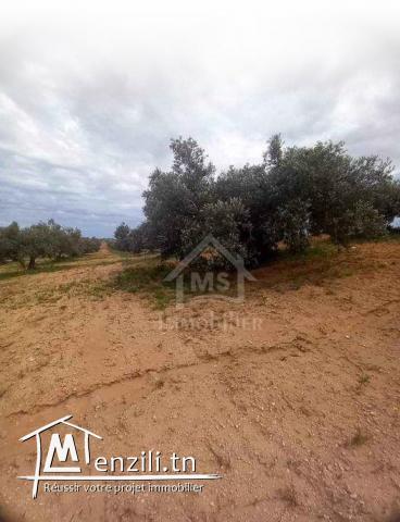 Terrain de 15000 m² planté d'oliviers à Korba à vendre 51355351
