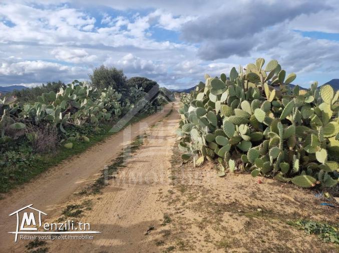 1 hectare planté d'oliviers à Hammamet sud à vendre 51355351