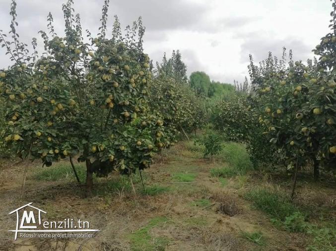 Ferme à Manzel Bouzelfa