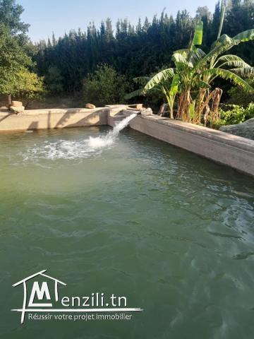 Ferme à Manzel Bouzelfa