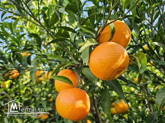 Ferme à Manzel Bouzelfa