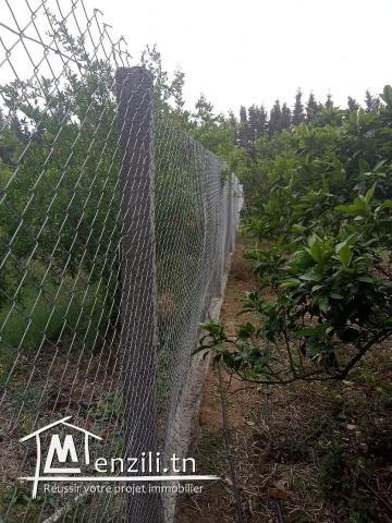 Ferme à Manzel Bouzelfa