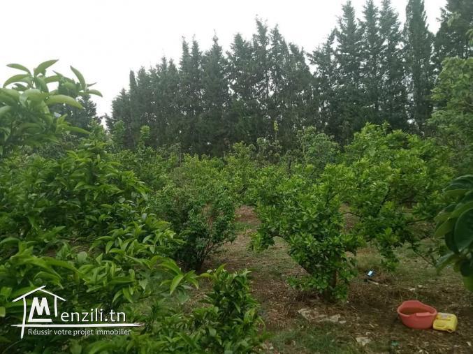 Ferme à Manzel Bouzelfa