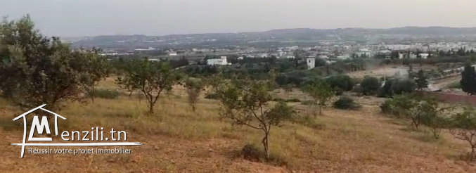 Terrain 1000m² à vendre à Oued Lill – Emplacement idéal devant El Palazzo !