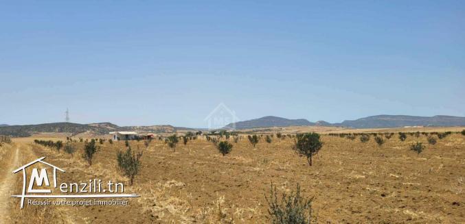 6.5 hectares avec une maison à vendre à Hammamet Sud51355351