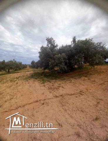 Terrain de 15000 m² planté d'oliviers à Korba à vendre 51355351