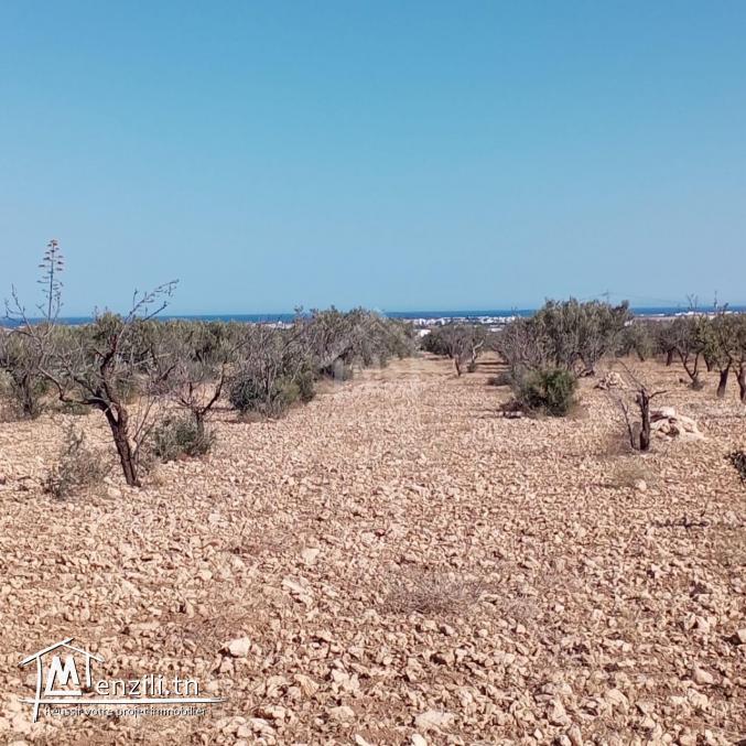 Terrain de 1282 m² à Hammamet Sud à vendre 51355351