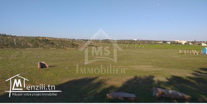 Terrain de 1000 m² à vendre à 85 MD à Hammamet Sud 51355351