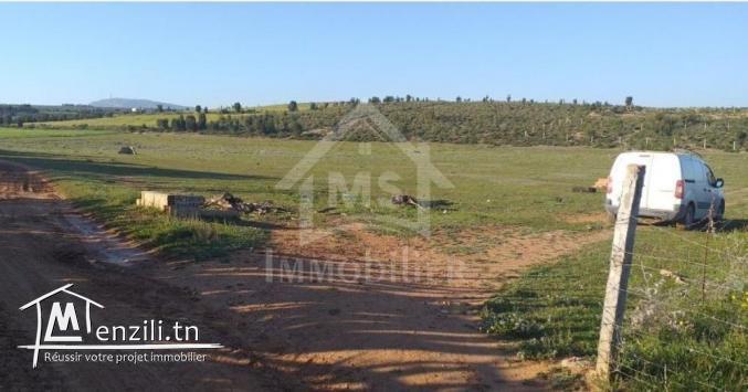 Terrain de 1000 m² à vendre à 85 MD à Hammamet Sud 51355351