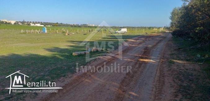 Terrain de 1000 m² à vendre à 85 MD à Hammamet Sud 51355351