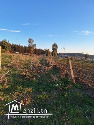 Lot de terrain à Jendouba Bulla Regia قطعة أرض في جندوبة - بُلَّة ريجيا