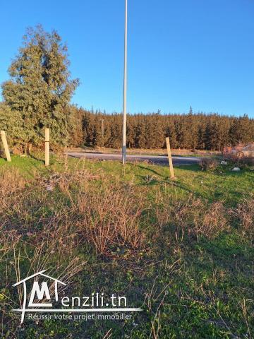 Lot de terrain à Jendouba Bulla Regia قطعة أرض في جندوبة - بُلَّة ريجيا