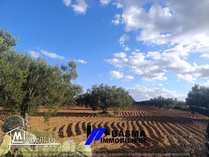Une Senia de 7 hectare à vendre située à sidi bou ali