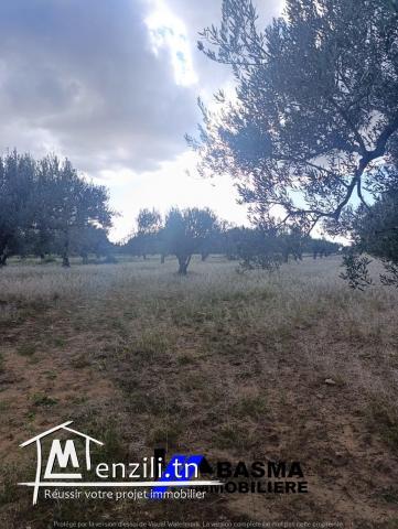 Une Senia de 7 hectare à vendre située à sidi bou ali