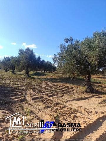 Une Senia de 7 hectare à vendre située à sidi bou ali