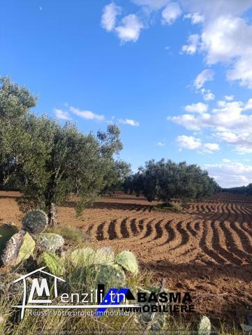 Une Senia de 7 hectare à vendre située à sidi bou ali