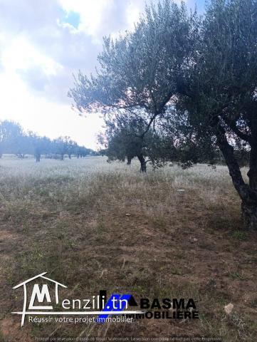 Une Senia de 7 hectare à vendre située à sidi bou ali