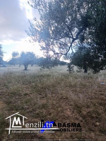 Une Senia de 7 hectare à vendre située à sidi bou ali