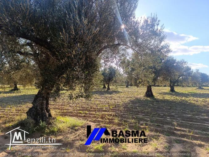 Une Senia de 7 hectare à vendre située à sidi bou ali