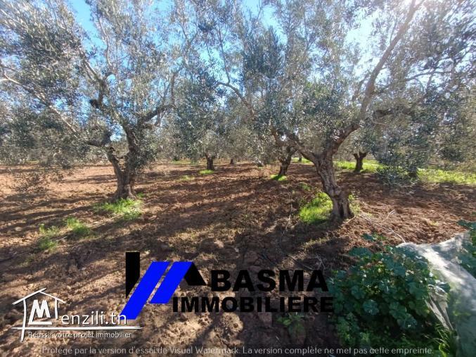 Un terrain agricole à vendre située kalaa kbira