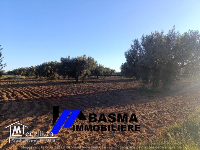 Une senia à vendre située à Knena sidi Bou Ali