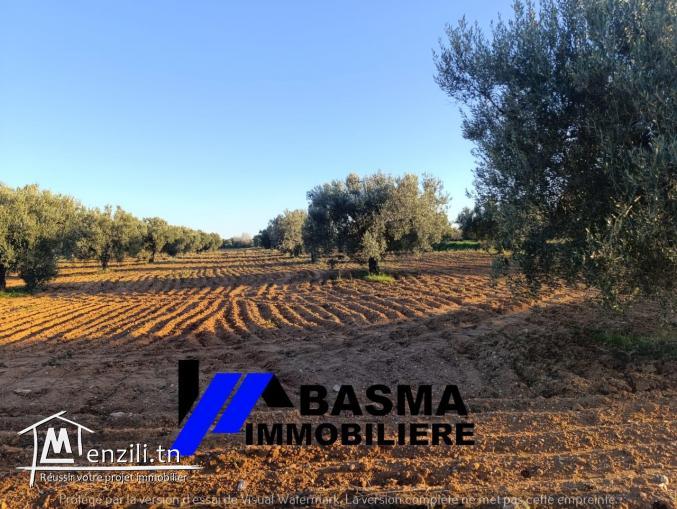 Une senia à vendre située à Knena sidi Bou Ali