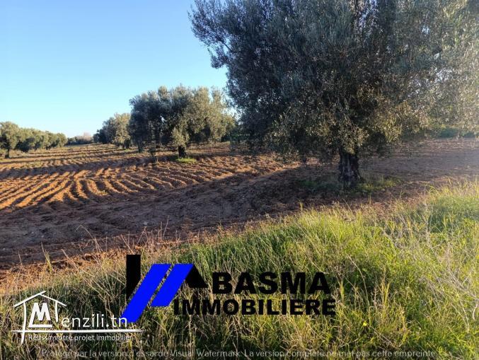 Une senia à vendre située à Knena sidi Bou Ali