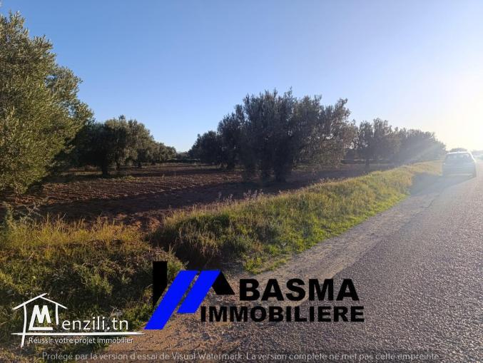 Une senia à vendre située à sidi Bou Ali Knena