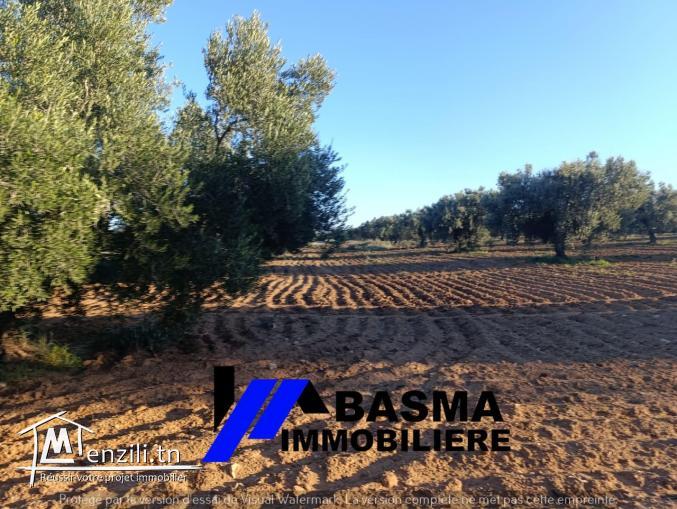 Une senia à vendre située à sidi Bou Ali Knena