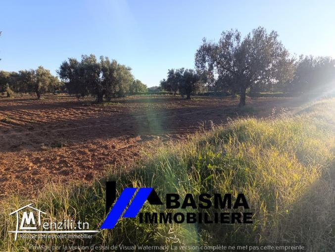 Une senia à vendre située à sidi Bou Ali Knena