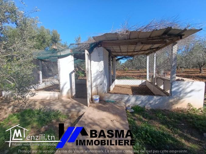 Une ferme à vendre située à kalaa kbira bourra