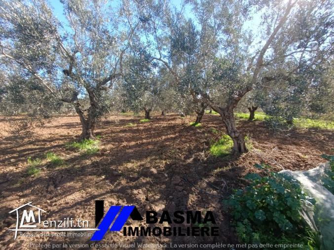 Une ferme à vendre située à kalaa kbira bourra